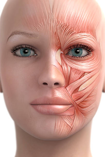 Mimic muscle of the face 3D render, retouching and drawing of women with partly transparent skin. Mimic muscle of the face partly visible. Rendered with DOF.  human muscle stock pictures, royalty-free photos & images