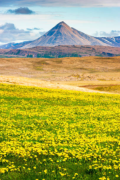 baula montagne, de l'islande - dandelion snow photos et images de collection