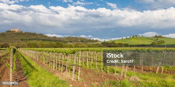 En Los Viñedos De Toscana Al Atardecer Foto de stock y más banco de imágenes de Agricultura - Agricultura, Aire libre, Ajardinado