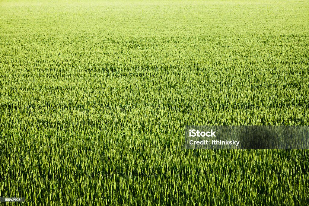 Campo de trigo - Foto de stock de Agricultura libre de derechos