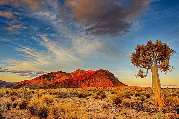 köcherbaum in der dämmerung - africa sunset desert landscape stock-fotos und bilder