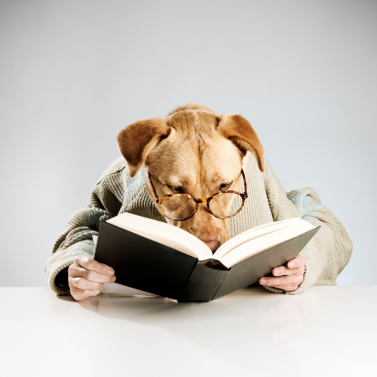 Dog with human hand simulation a person, it's reading a book, and wearing glasses. 