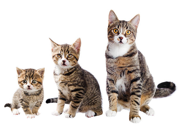 il gatto con tre vite - kitten domestic cat isolated tabby foto e immagini stock