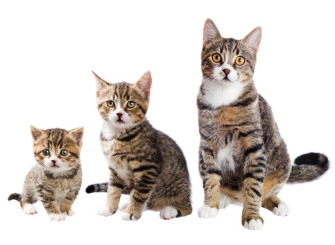 Short-legged, Scottish fold kitten, isolated on a white background