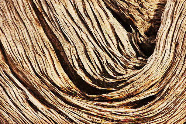 legno osteosperma juniperus deppeana - juniper tree cedar tree tree branch foto e immagini stock
