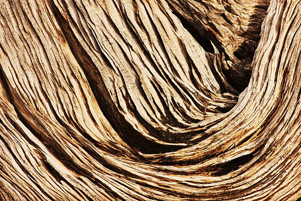 Juniper Wood Grain Juniperus osteosperma Juniperus osteosperma - dead juniper tree wood grain texture pattern. juniper woodgrain dead tree texture stock pictures, royalty-free photos & images