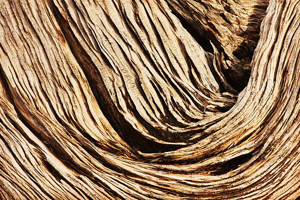 Juniper Wood Grain Juniperus osteosperma Juniperus osteosperma - dead juniper tree wood grain texture pattern. juniper tree juniperus osteosperma stock pictures, royalty-free photos & images