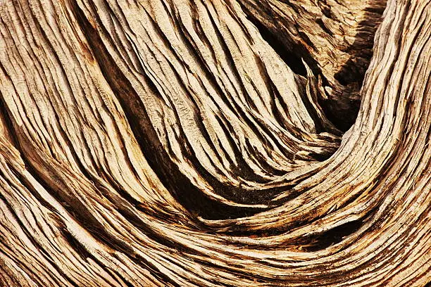 Juniperus osteosperma - dead juniper tree wood grain texture pattern.