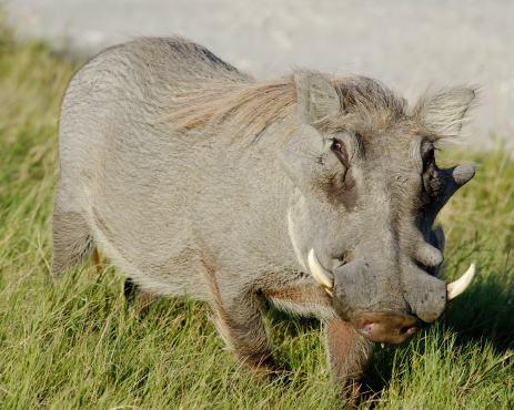 Male warthog  in the Okavango Delta of  Botswana.