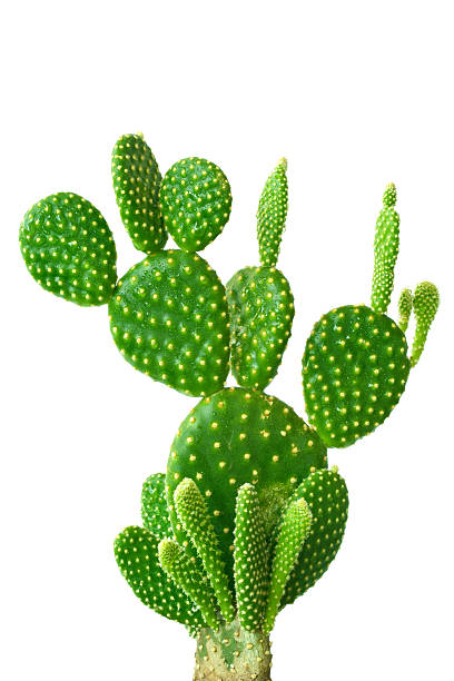 Cactus  prickly pear cactus stock pictures, royalty-free photos & images