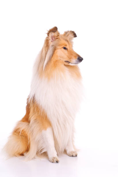 istock Collie dog, sable an white 155429553