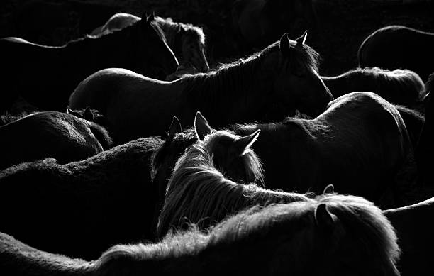 Manada de caballos - foto de stock