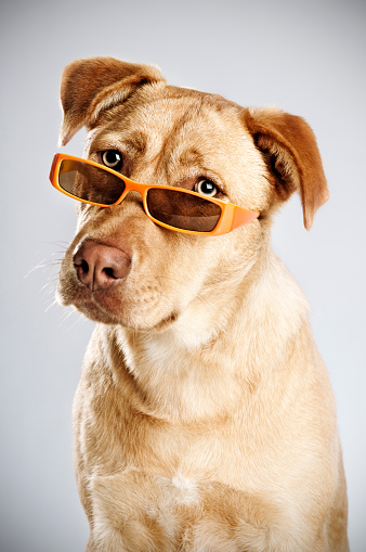 Portrait of a funny dog with a orange sunglasses.