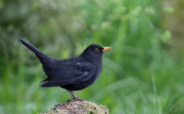 istock Male European/Common Blackbird, Turdus merula 155430116
