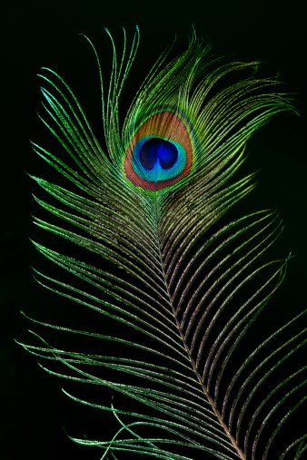 350+ Peacock Feather Pictures | Download Free Images on Unsplash