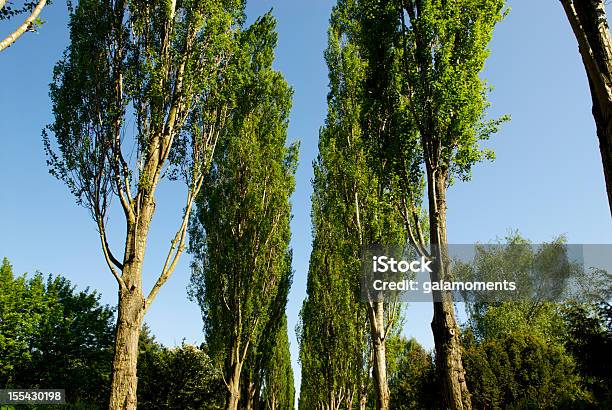 Poplars - Fotografie stock e altre immagini di Albero - Albero, Albero deciduo, Ambientazione esterna