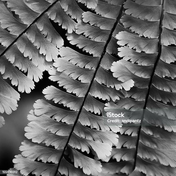 Felce Maidenhair - Fotografie stock e altre immagini di Bianco e nero - Bianco e nero, Foglia, Botanica