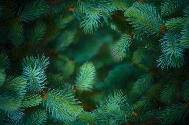 fir branch hintergrund - fir tree stock-fotos und bilder