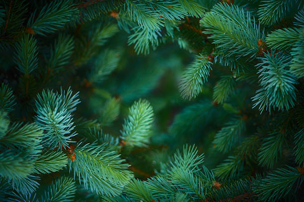 abeto branch de fondo - spruce tree fotografías e imágenes de stock