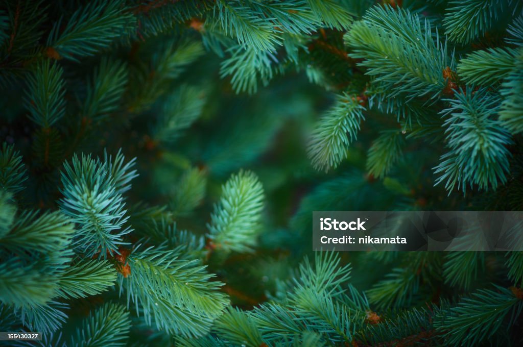 Fir branch background Fir branch background] Fir Tree Stock Photo