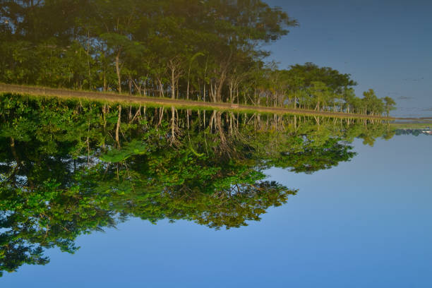 vue du paysage du reflet des arbres par une journée d’été calme dans une eau calme - ecological reserve tree reflection land feature photos et images de collection