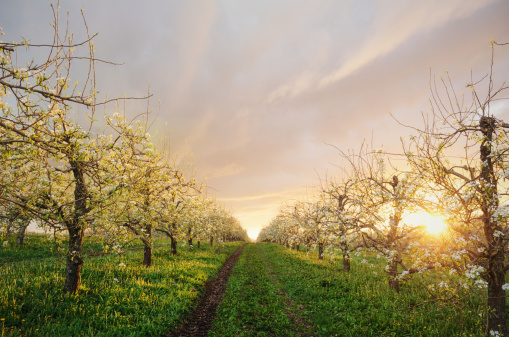 The sun sets behind a Nova Scotian apple orchard in bloom.