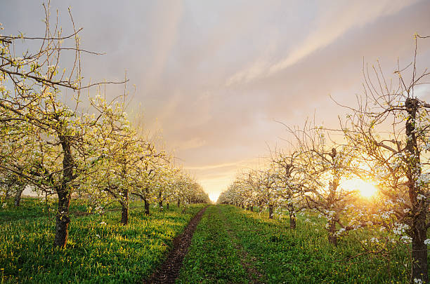 Apple Orchard in Twighlight The sun sets behind a Nova Scotian apple orchard in bloom. orchard photos stock pictures, royalty-free photos & images