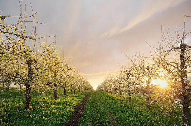 Photo of Apple Orchard in Twighlight