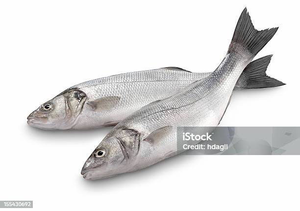Sea Bass Stock Photo - Download Image Now - Fish, Sea Bass, White Background