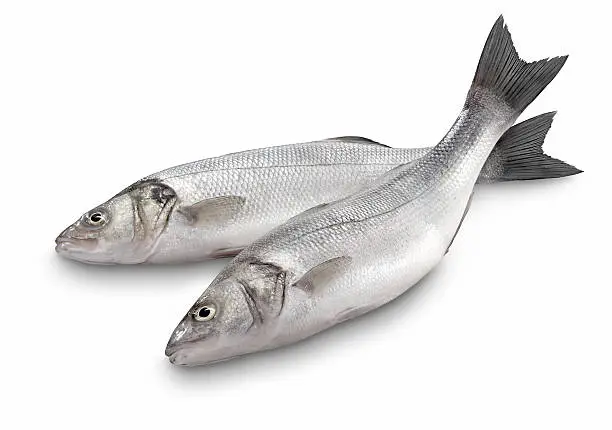 Photo of Sea Bass