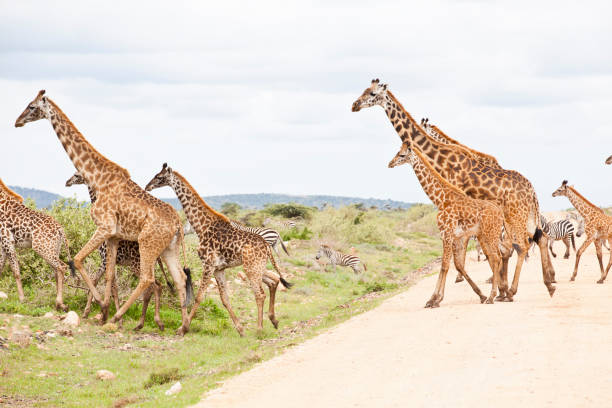 istock Giraffes on the road 155430738