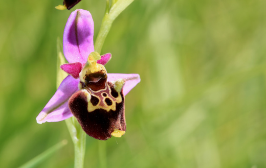 Bee orchid in Alpine prairie a sunny day.