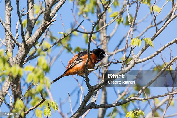 Orhcard Oriole Foto de stock y más banco de imágenes de Aire libre - Aire libre, Animal macho, Calandria café