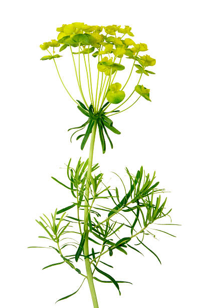 Cypress Spurge Euphorbia cyparissias Cypress Spurge plant (Euphorbia cyparissias) isolated on white. cypress spurge stock pictures, royalty-free photos & images