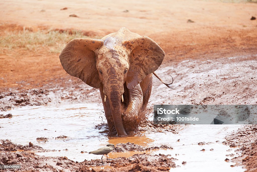 Elefante africano joven quiere pájaro chase de distancia - Foto de stock de Elefante libre de derechos