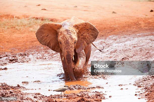 Elefante Africano Giovane Vuole Uccello Chase Away - Fotografie stock e altre immagini di Elefante - Elefante, Fango, Acqua