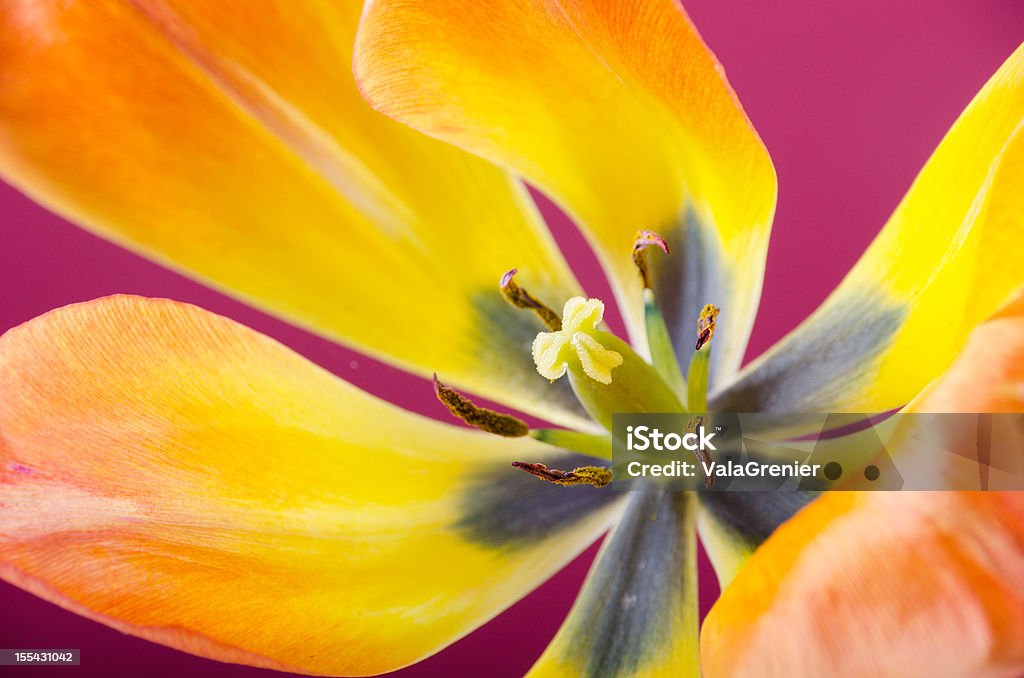 Closeup of orange and yellow tulip on pink.  Pistil Stock Photo