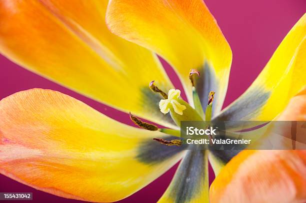 Closeup Of Orange And Yellow Tulip On Pink Stock Photo - Download Image Now - Pistil, Beauty, Beauty In Nature