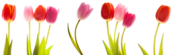 Collection of beautiful and colorful backlit tulips isolated on white background