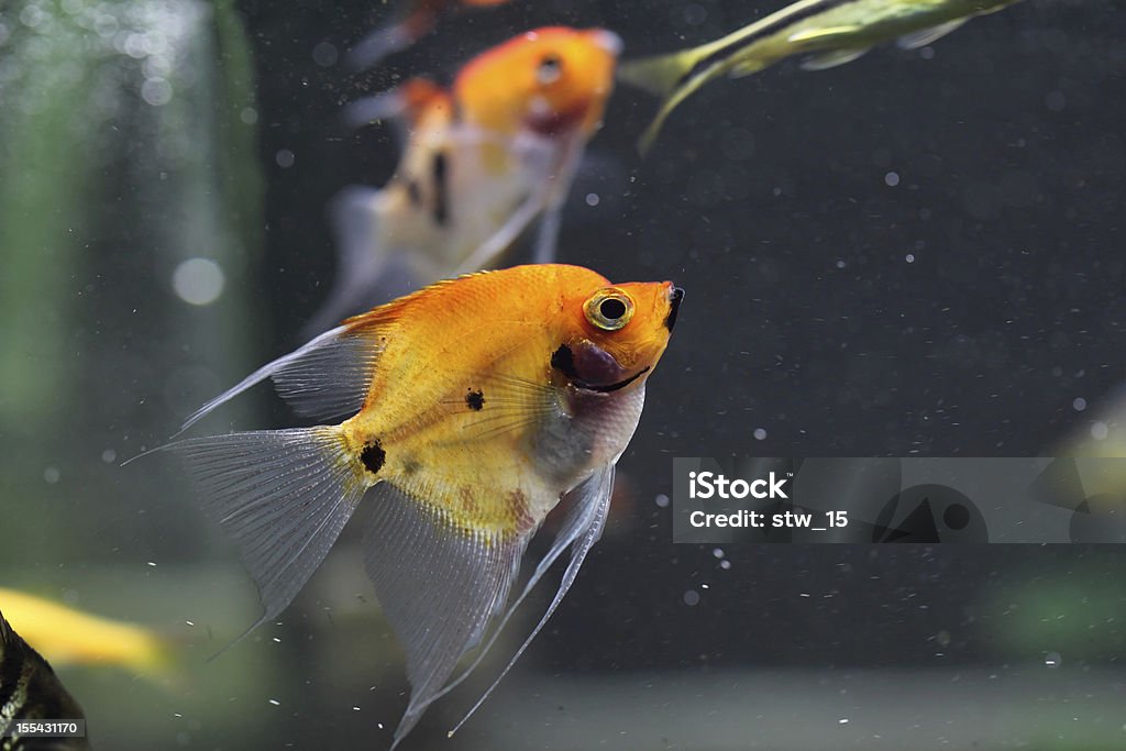 Koi Angelfish - Pterophyllum Scalare A Koi Angelfish swimming in an aquarium. Angelfish Stock Photo
