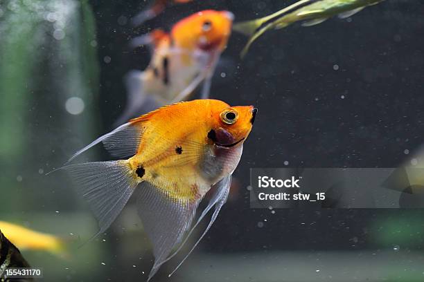 Koi Angelfish Pterophyllum Scalare Stock Photo - Download Image Now - Angelfish, Animal Body Part, Animal Eye