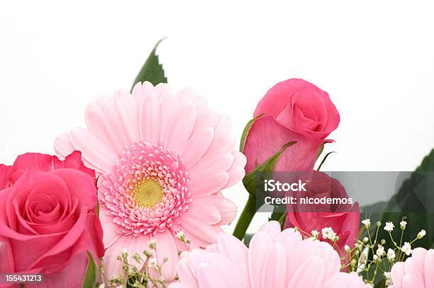 Pink Flowers Frame Stock Photo - Download Image Now - Pink Color, White Background, Gerbera Daisy