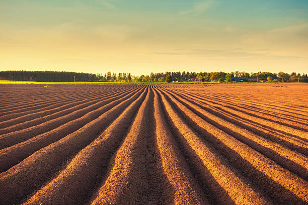 ポテトフィールドの夕暮れ - plowed field dirt agriculture field ストックフォトと画像