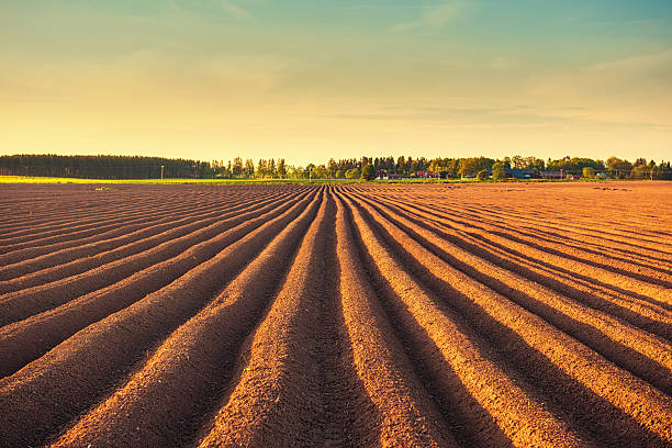 potato field at dusk - potatis sweden bildbanksfoton och bilder
