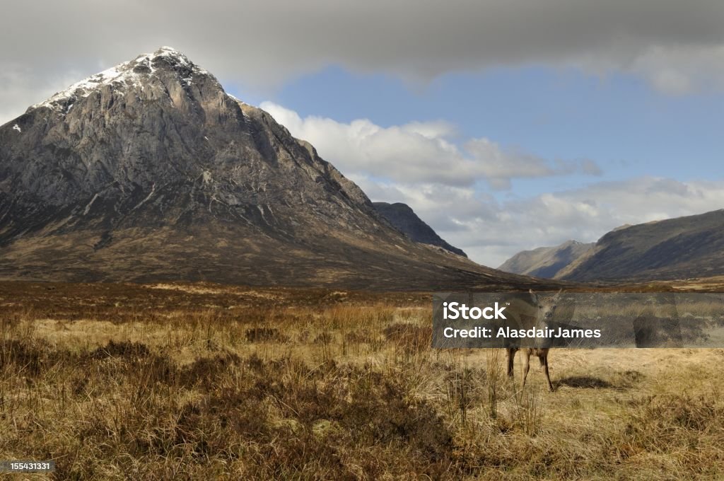 Jovem Cervo abaixo Buachaille Etive Mòr - Royalty-free Escócia Foto de stock