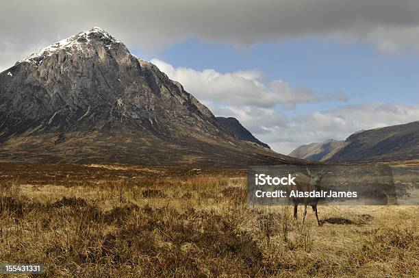 Jovem Cervo Abaixo Buachaille Etive Mòr - Fotografias de stock e mais imagens de Escócia - Escócia, Veado-vermelho, Animal