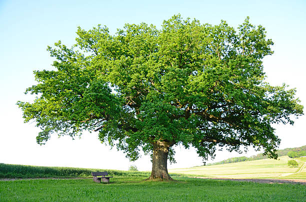 istock Single old oak tree in lush foliage on meadow 155431356