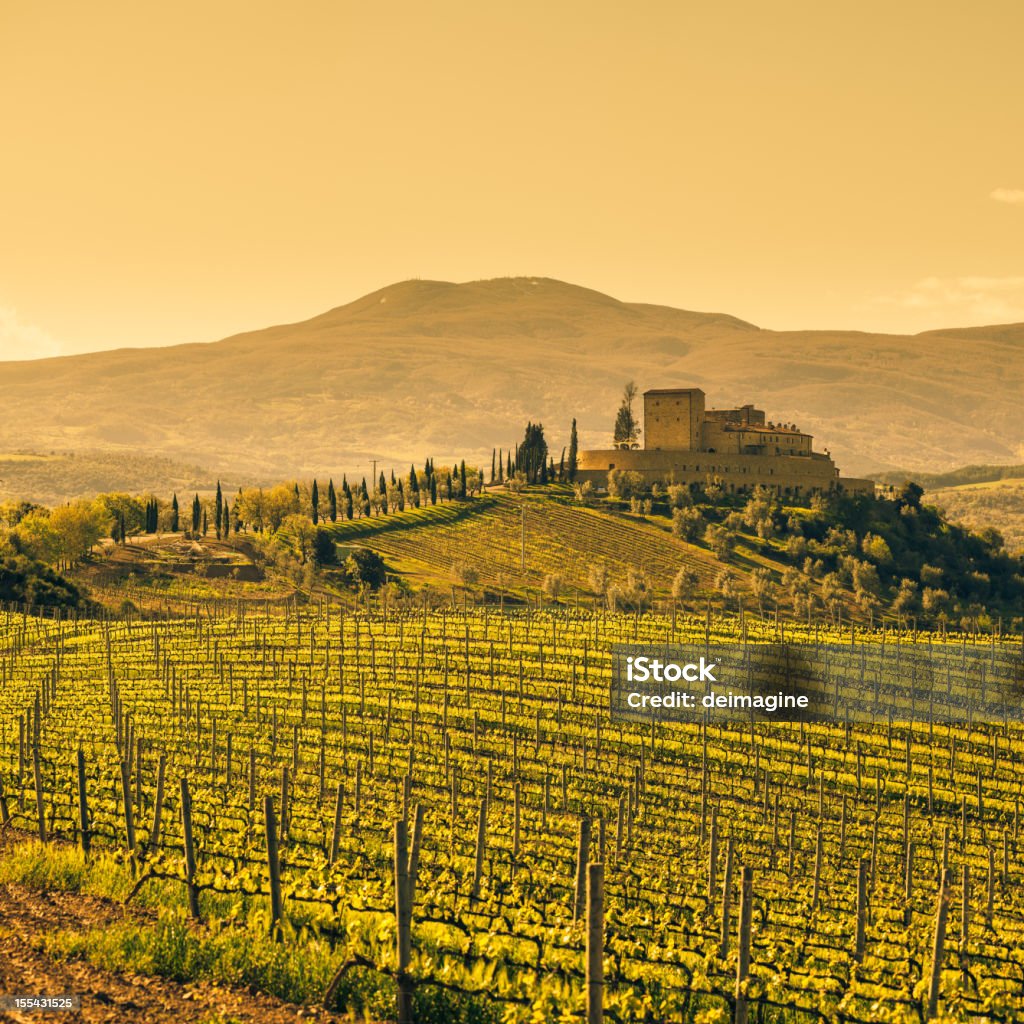 Fattoria toscana Vineyard - Foto stock royalty-free di Agricoltura