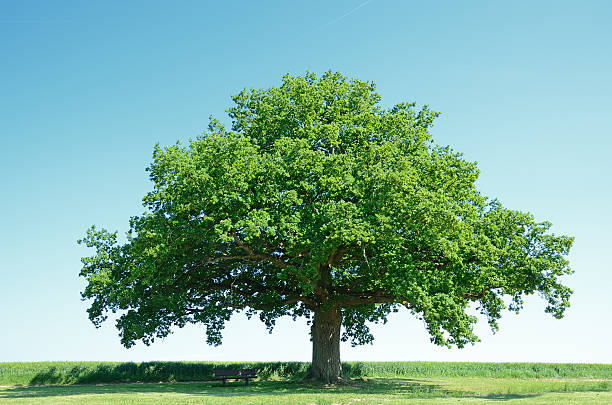 uma velha árvore de carvalho em frente do jovem no campo de cevada - lone tree - fotografias e filmes do acervo