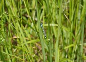 A spear-bearing dragonfly on a green blade of grass on a sunny summer day. A predatory blue insect rests on a stalk near a pond.